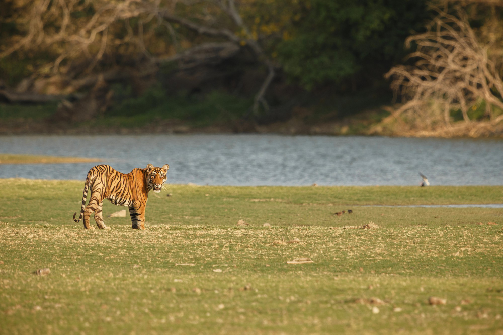 Sundarbans mangrove — scene 1
