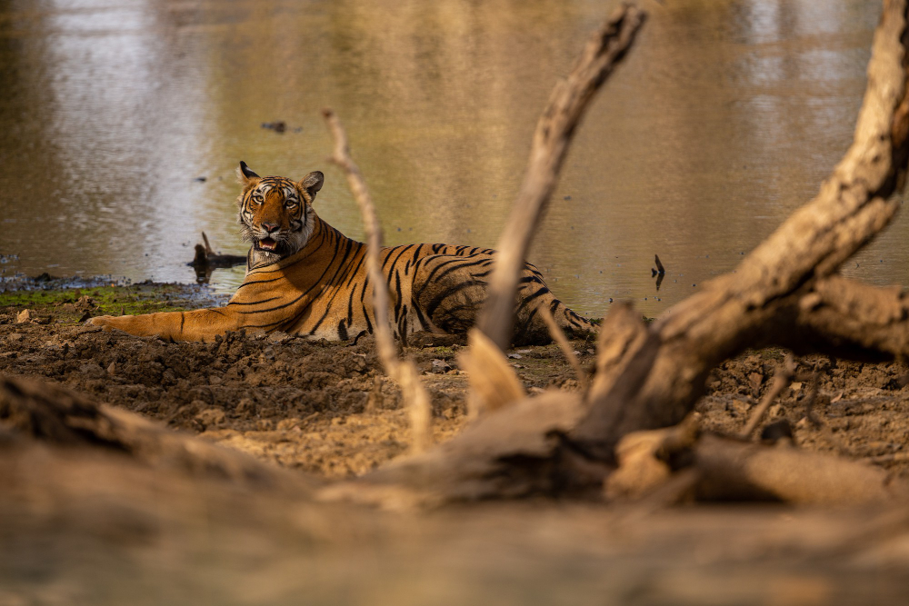 Sundarbans mangrove — scene 10