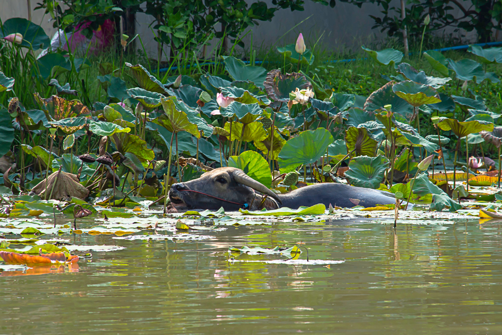 Sundarbans mangrove — scene 2