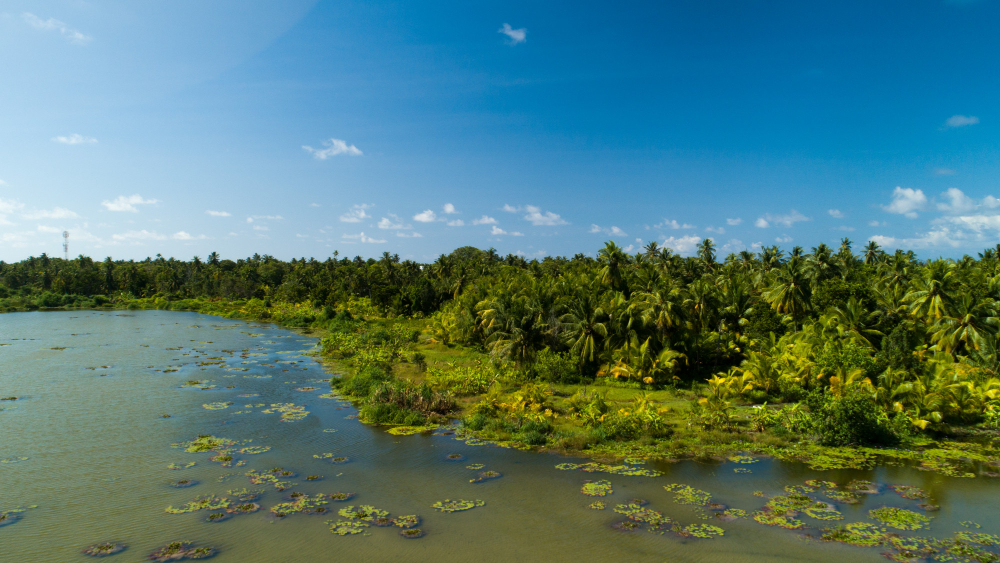 Sundarbans mangrove — scene 3