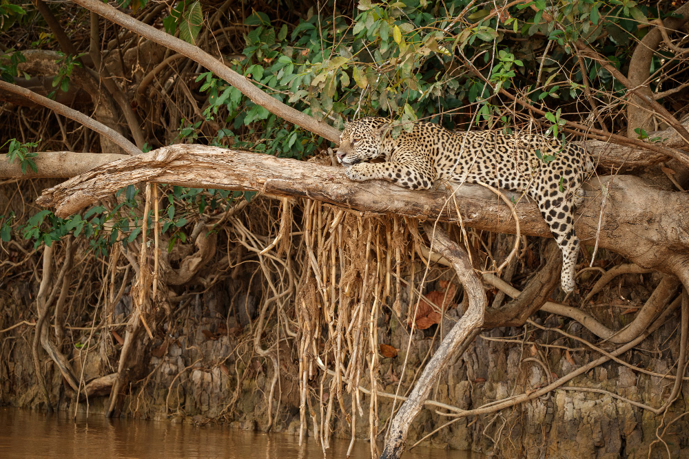 Sundarbans mangrove — scene 4