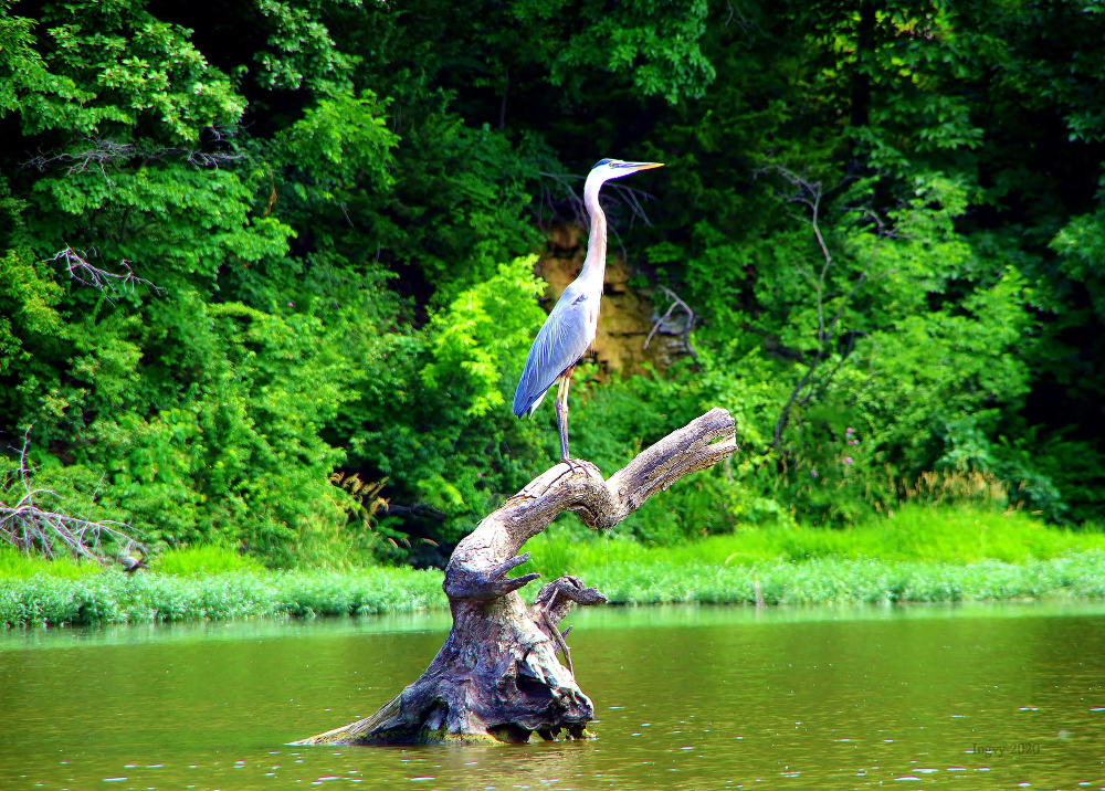 Sundarbans mangrove — scene 5