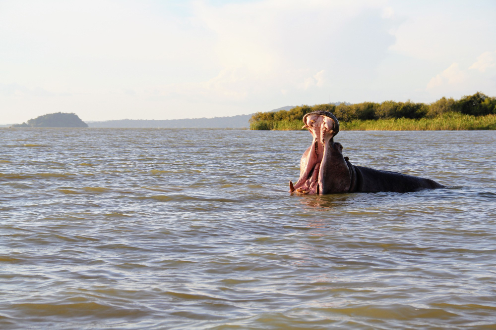 Sundarbans mangrove — scene 6