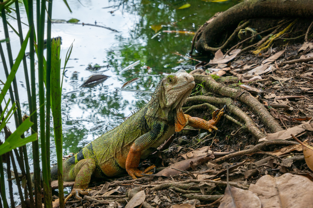 Sundarbans mangrove — scene 7