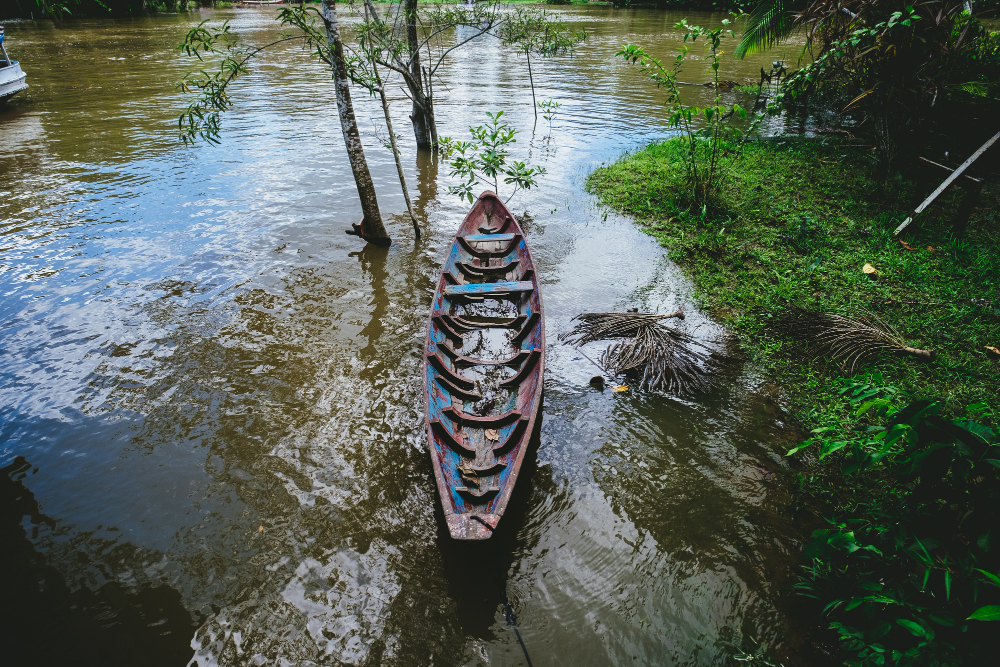 Sundarbans mangrove — scene 8